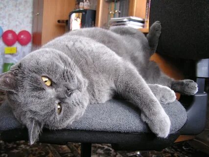 Британская кошка добрая