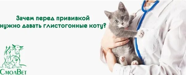 За сколько глистогонить кошку перед прививкой. Глистогонные для кошек перед прививкой. Вакцинация кошек. Перед вакциной кошке.