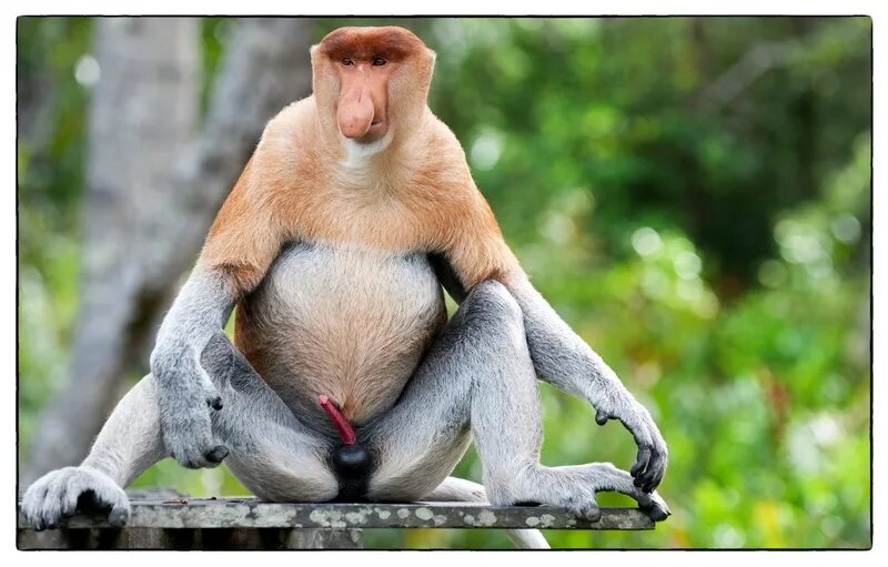 Шимпанзе. Обязьяна в нижнем белье. Животные в белье. Горилла девочка. Мартышки.