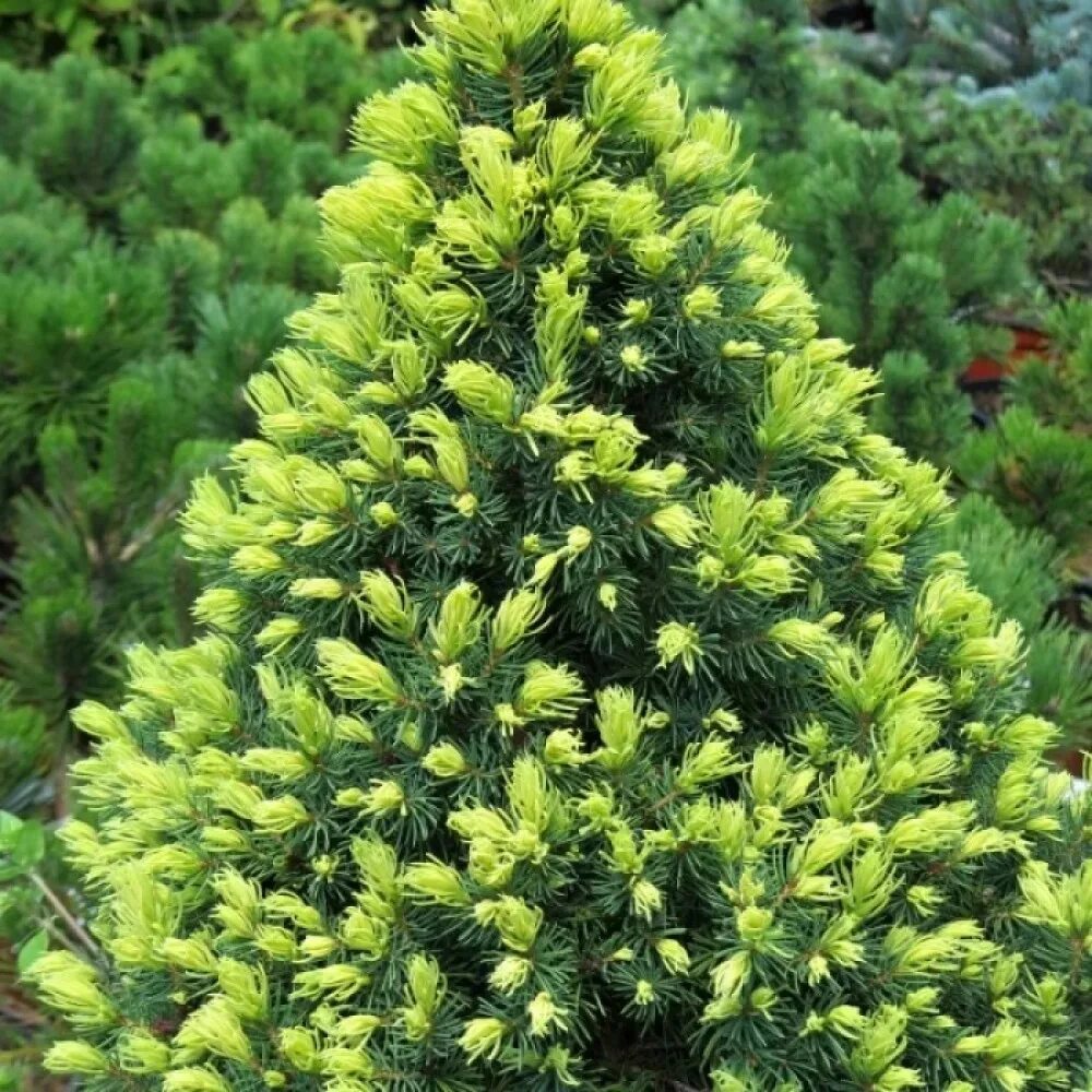 Рейнбоуз энд ель канадская. Picea glauca rainbow's end ель. Ель канадская рейнбоус энд. Рейнбоу энд ель канадская. Ель канадская rainbow.