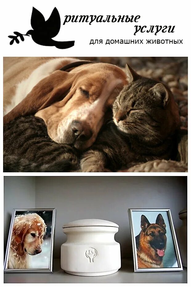 кремация животных выезд дом