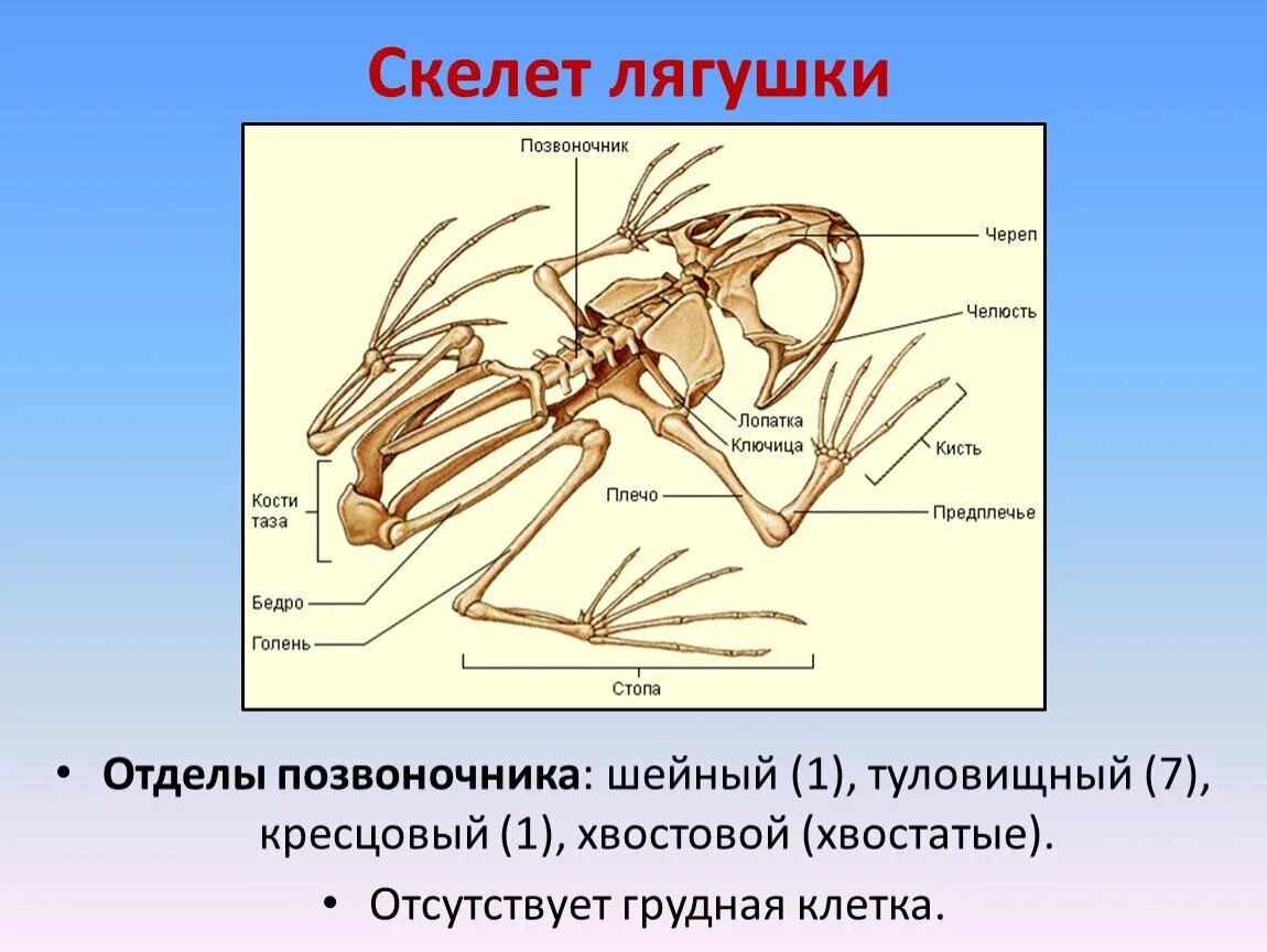 Скелет лягушки позвоночник