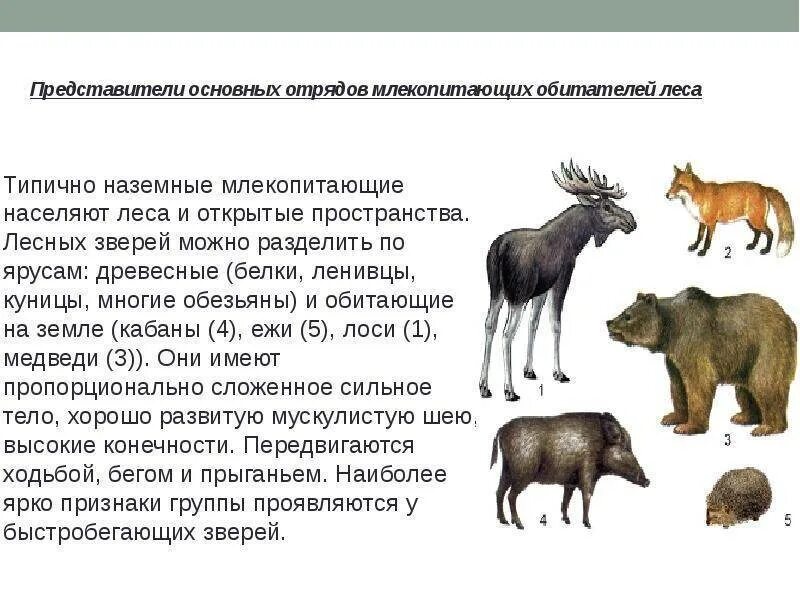 Наземные млекопитающие представители. Типично наземные млекопитающие. Представили млекопитающих. Типичные представители млекопитающих