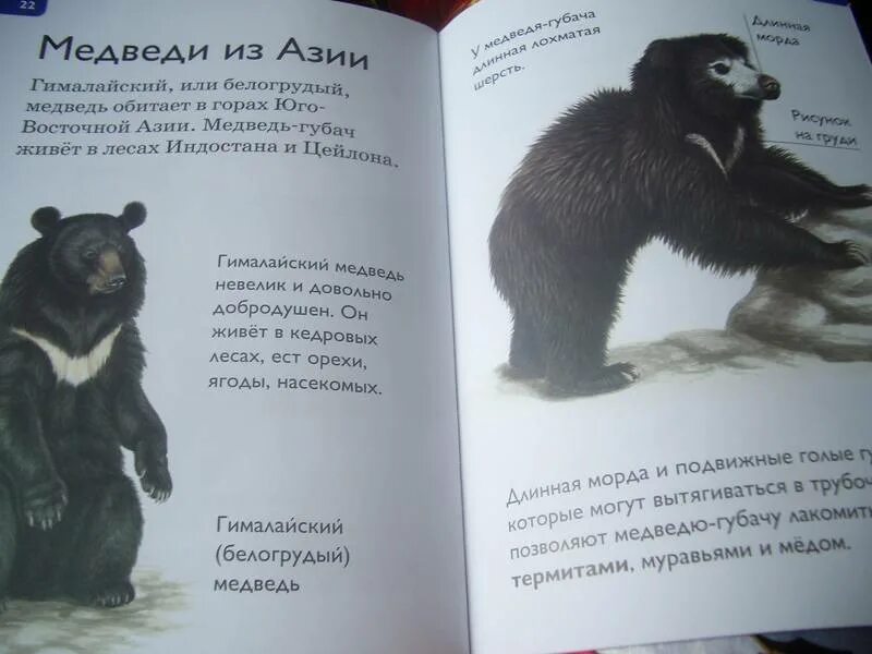Привет медведь читать. Медведь с книгой. Детские книги про медведей. Мишка с книгой. Книги о медведях для детей.