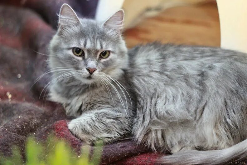 Порода кошек серо белого окраса. Сибирская дымчатая длинношерстная. Сибирский кот серый. Сибирская голубая длинношерстная кошка. Сибирская кошка дымчатая.