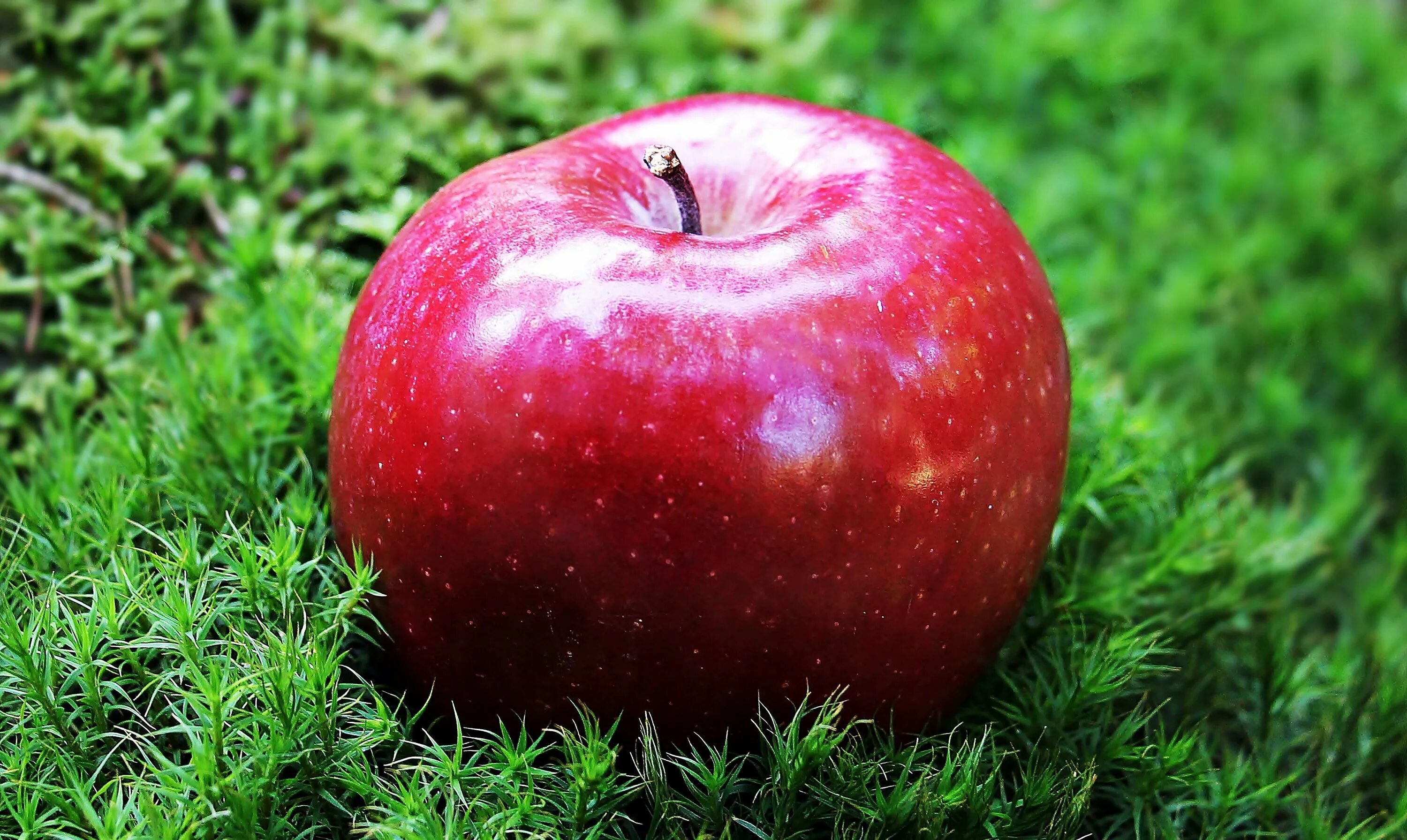 Яблоко картинка. Яблони Геншин. Яблоки красные. Яблоки на траве. Красивое красное яблоко.