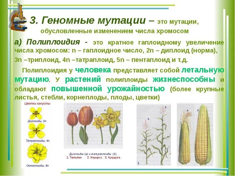 Хромосомная изменчивость примеры. Геномные мутации полиплоидия пример. геномные мутации изменение числа хромосом. геномные мутации примеры у растений. хромосомные мутации у растений.
