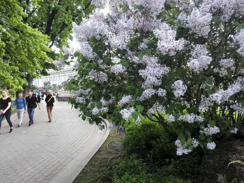 Парк бельвиль кустарники. Сирень мелколистная суперба. Лесные кустарники подмосковья. Сирень московская красавица куст. Кусте москва.