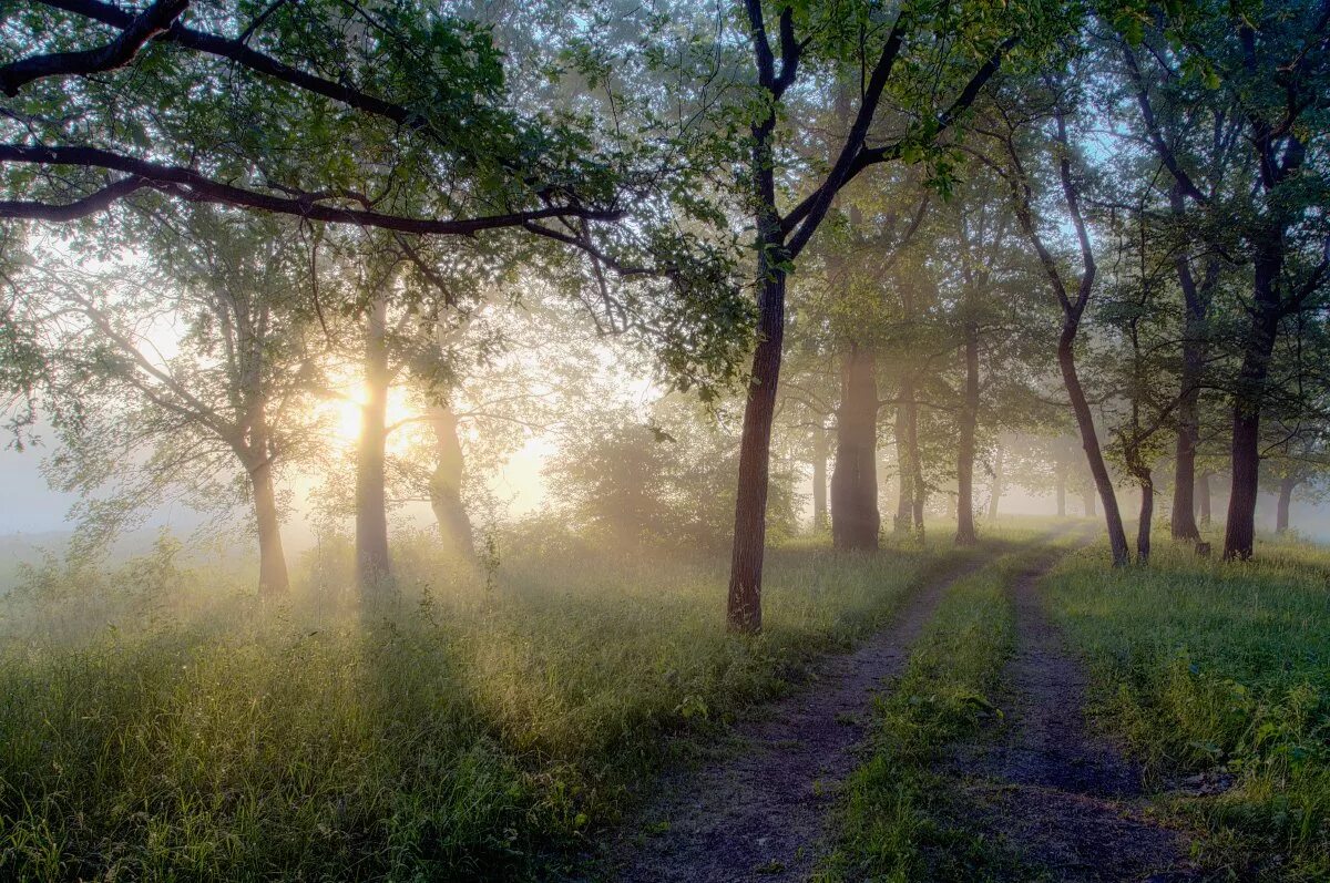 Лес туман лето. Рассвет в лесу. Утро в лесу. Летний рассвет в лесу. Утро рассвет лес.