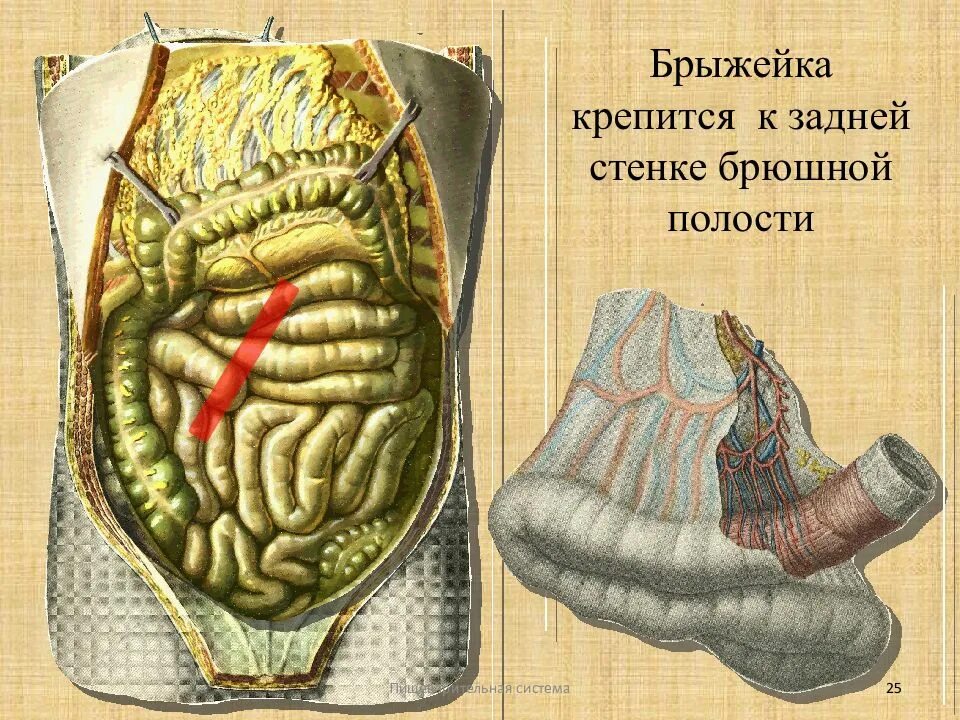Брюшина толстой кишки. Брыжейка кишечника анатомия. Брыжейка тонкой кишки и толстой кишки. Брыжейка тонкого кишечника анатомия.