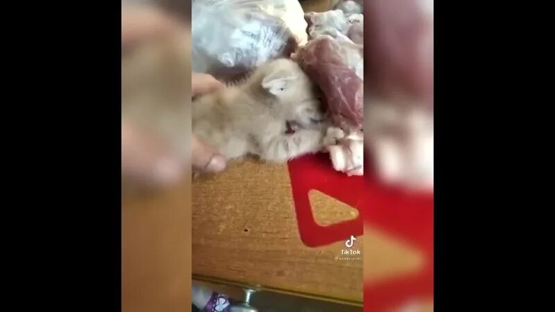 Котенок без лап. Живодер сьел сердце котëнка оригинал. Девочка выкинула щенка. Живодер сьел сердце котëнка оригинал. Котенок ест арбуз мем.