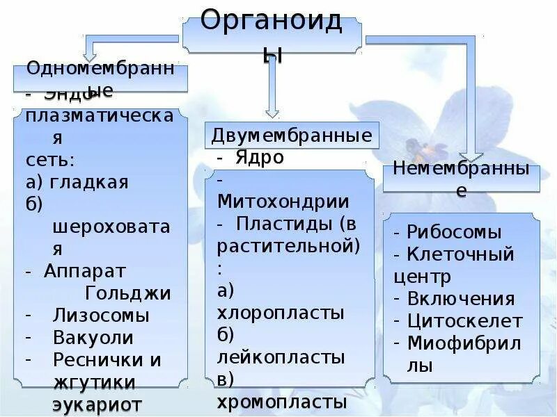 Лизосомы двумембранные. Двухмембранные органеллы. Органоиды двумембранные ядро пластиды и. Двумембранный органоиды являются. Двумембранные органоиды рибосомы.