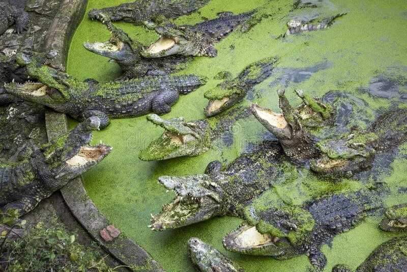 Крокодил в водоеме. Пруд с крокодилами. Крокодил в прудике. Водоем для крокодилов. Крокодилы в водоёме вид сверху.