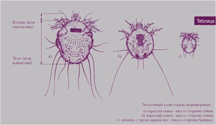 Чесоточный зудень Sarcoptes scabiei строение. Чесоточный клещ Sarcoptes scabiei. Sarcoptes scabiei строение. Имаго клеща чесоточного зудня.