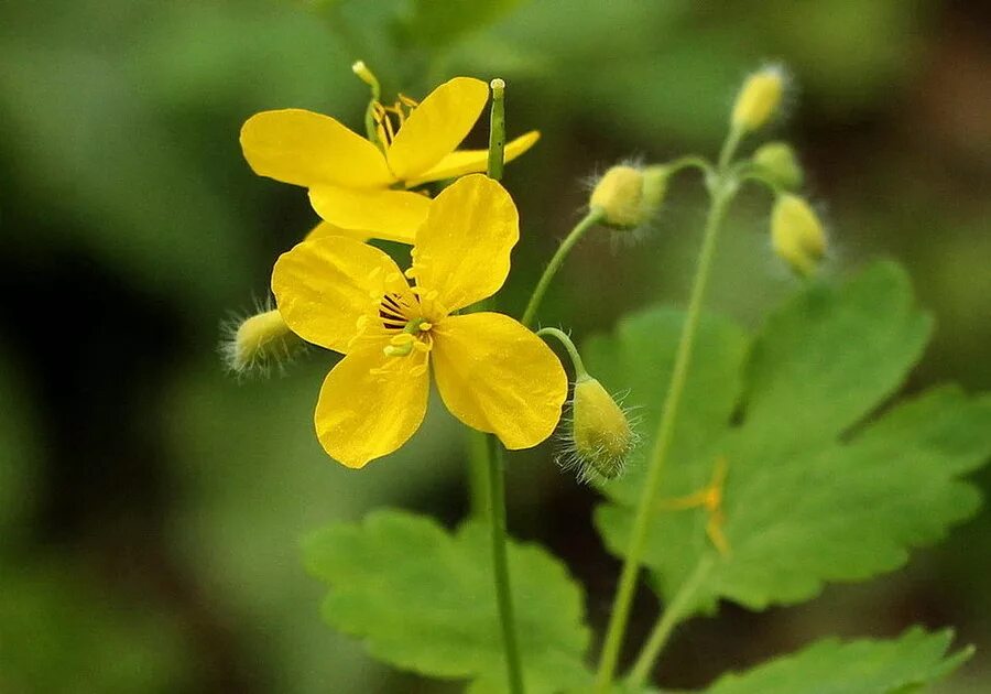 Чистотел трава. Chelidonium majus l.. Чистотел бородавник.