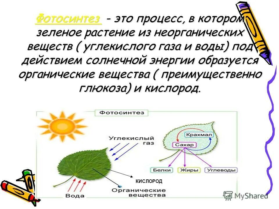 Дополни определение растения используя энергию солнца создают. Дополни определение растения используя энергию солнца создают