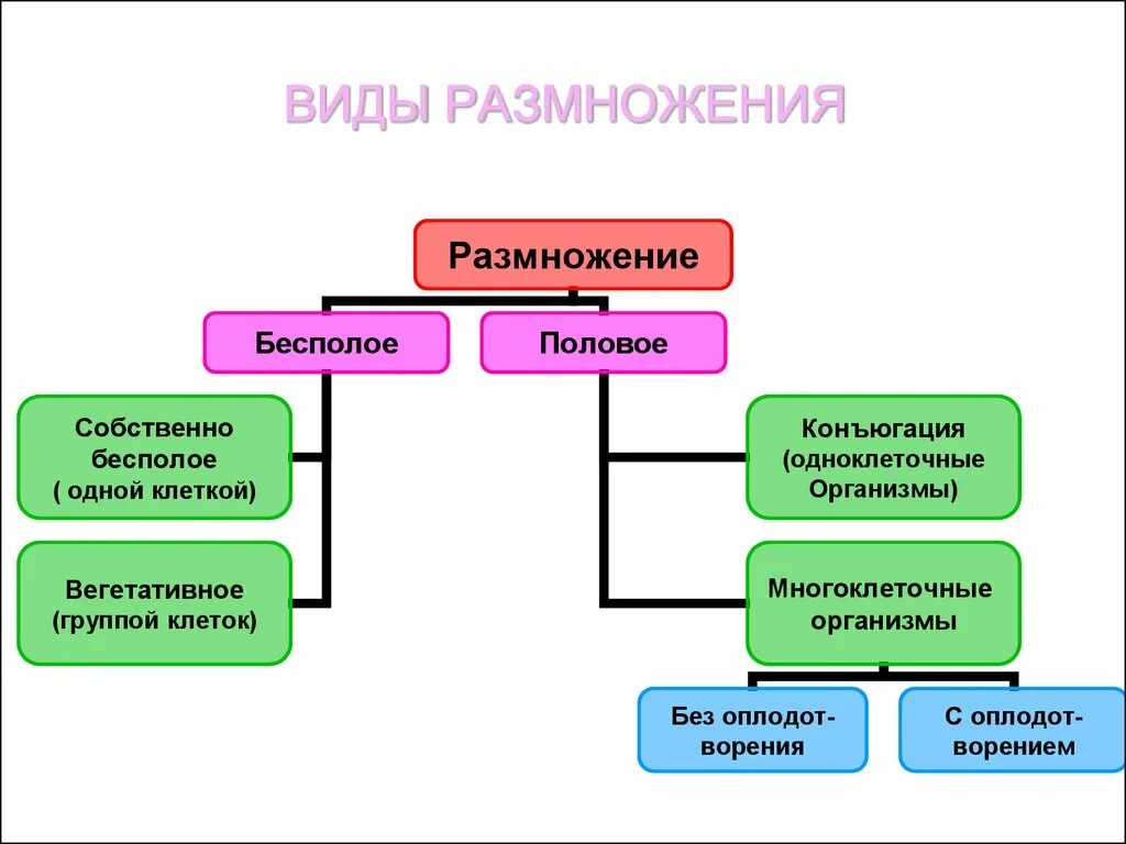 Назовите тип размножения