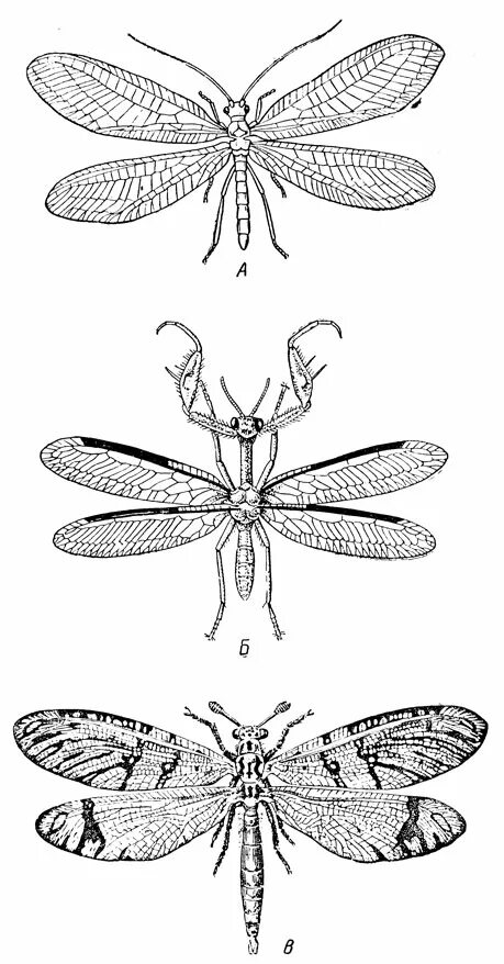 сетчатокрылые муравьиный лев. спаривание сетчатокрылых. муравьиный лев и златоглазка. сетчатокрылые превращение. сетчатокрылые превращение.