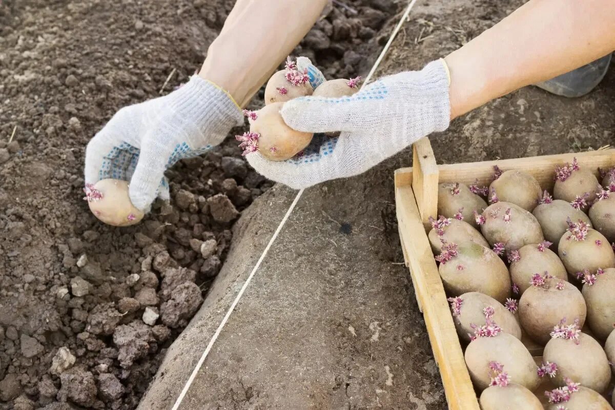 Перед посадки картошку можно. Картофель Синеглазка посадочный материал. Посадка картофеля. Посадка картошки. Посев картошки.