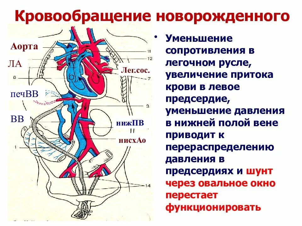 Кровообращение новорожденного. Особенности кровообращения у новорожденных. Кровообращение сердца. Кровеносная система. Гемодинамика у детей