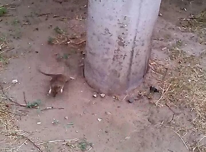 крыса напала на человека