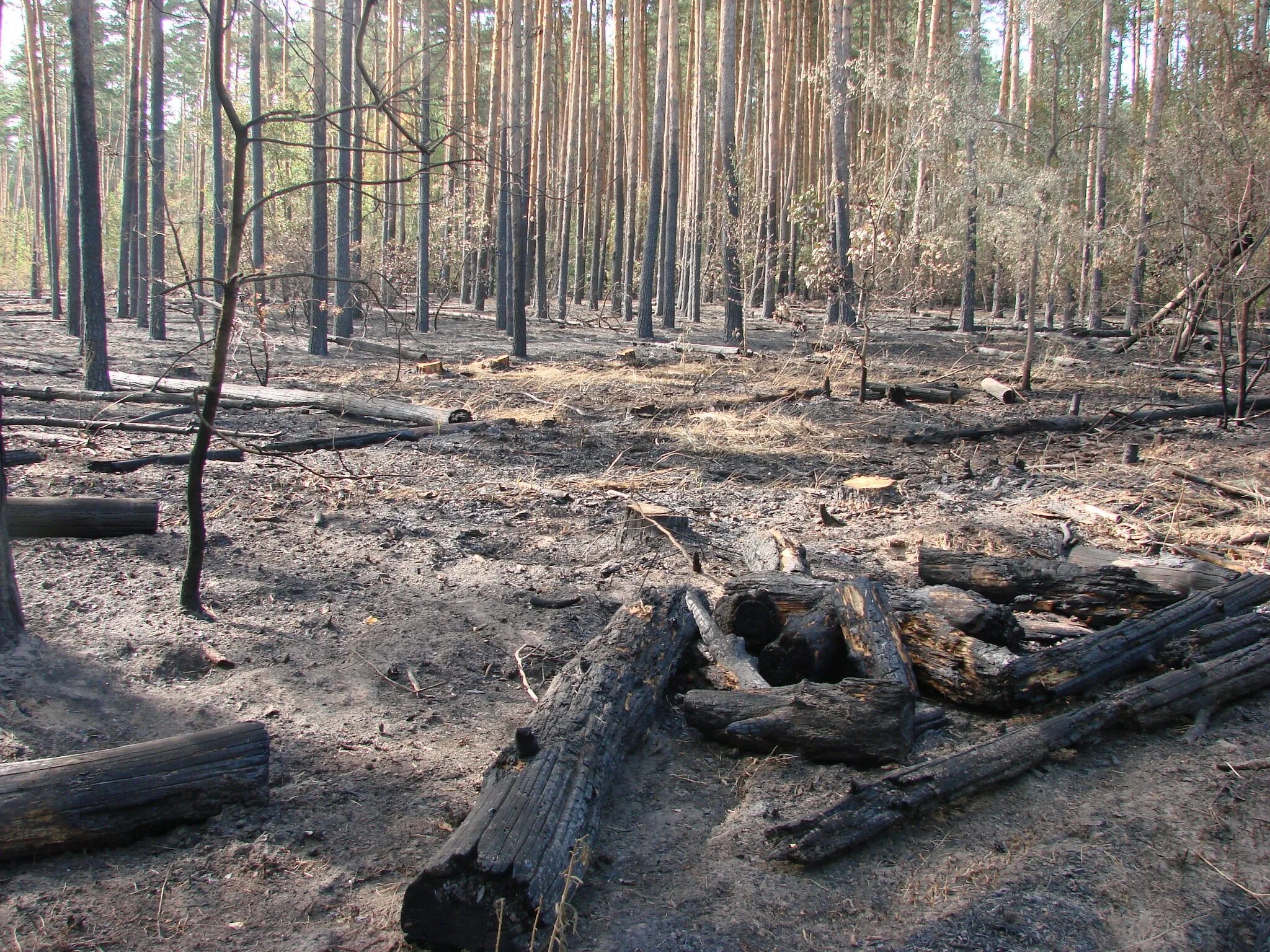 горелый лес пермский край. горелый лес курск. лесная гарь. сгоревший лес. горелый лес.