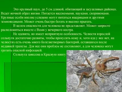 Рассказ о насекомых или пауках