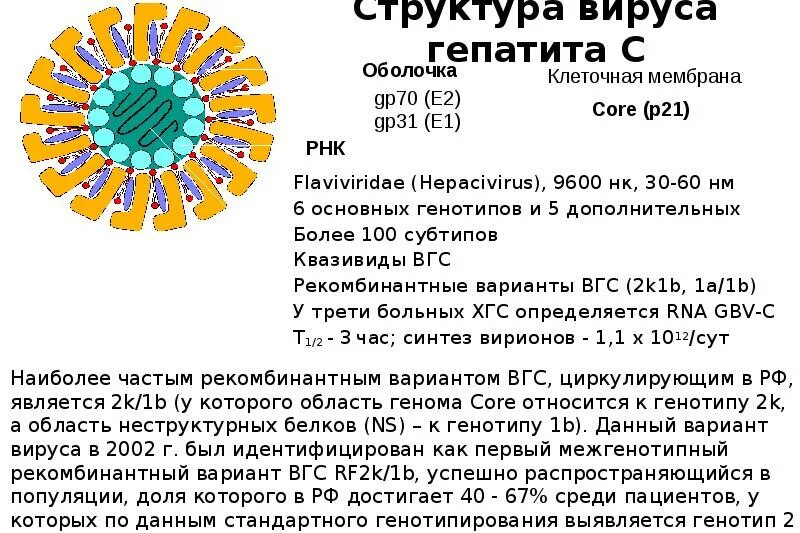 Генотип вируса это. Вирус гепатита с (генотипирование) РНК 1a+1b. Строение вируса гепатита c. Вирус гепатита в. Структура вируса гепатита в.