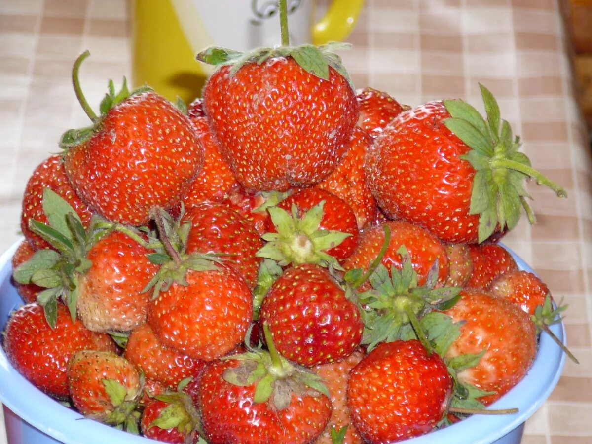 летние вкусы. вкус лета 2024. фрутоняня вкус лета. тамблер komandor вкус лета. вкус лета 2024.