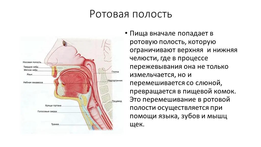 В ротовой полости пища смачивается. Еда попадает в ротовую полость. Изменение пищи в ротовой полости. Пищеварительные процессы в ротовой полости.