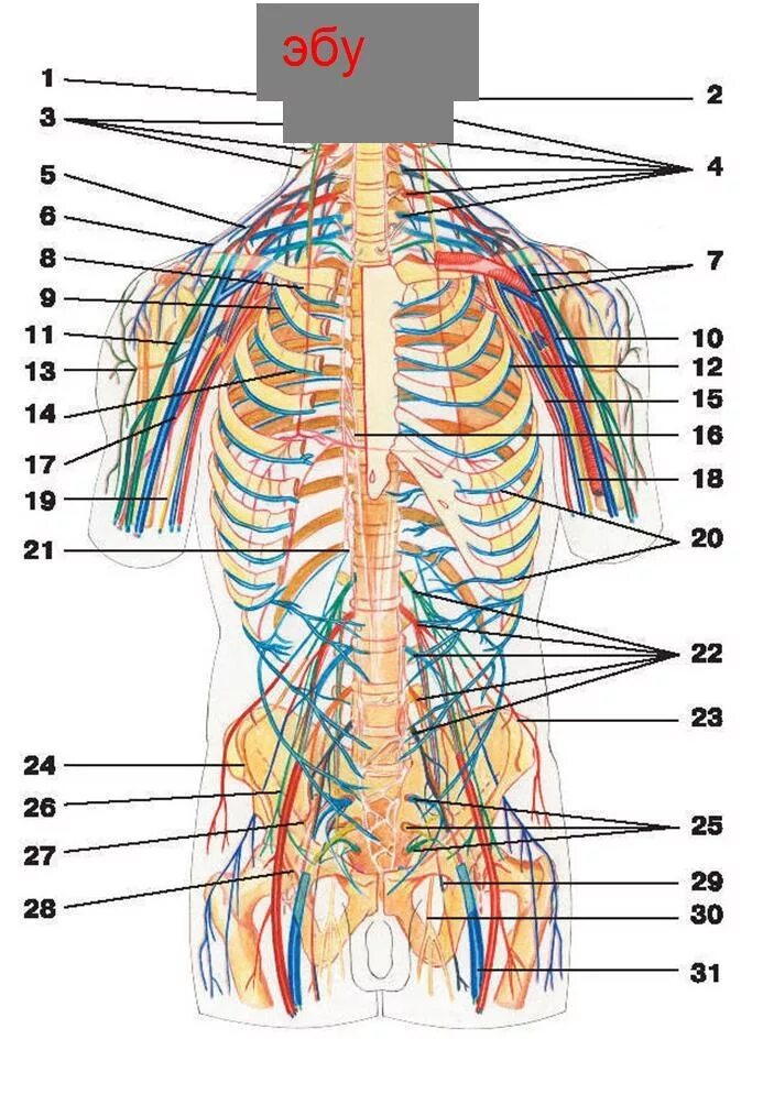 Топографическая анатомия нервной системы. Нервная система грудной клетки анатомия. Нервная система человека схема. Расположение нервов на спине у человека.