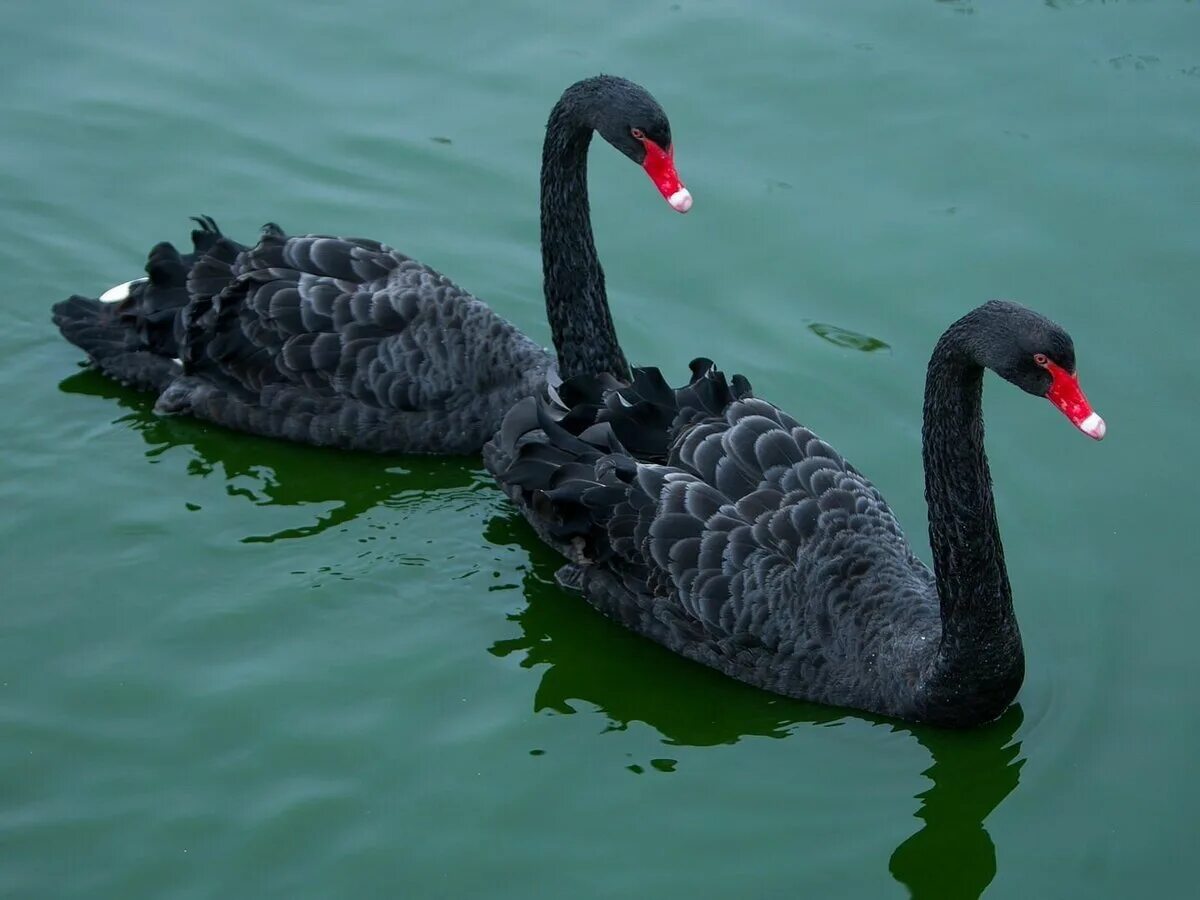 черношейный лебедь. черные лебеди почему черные. черный лебедь животное. черный лебедь (black swan) самолет. черные лебеди почему черные.