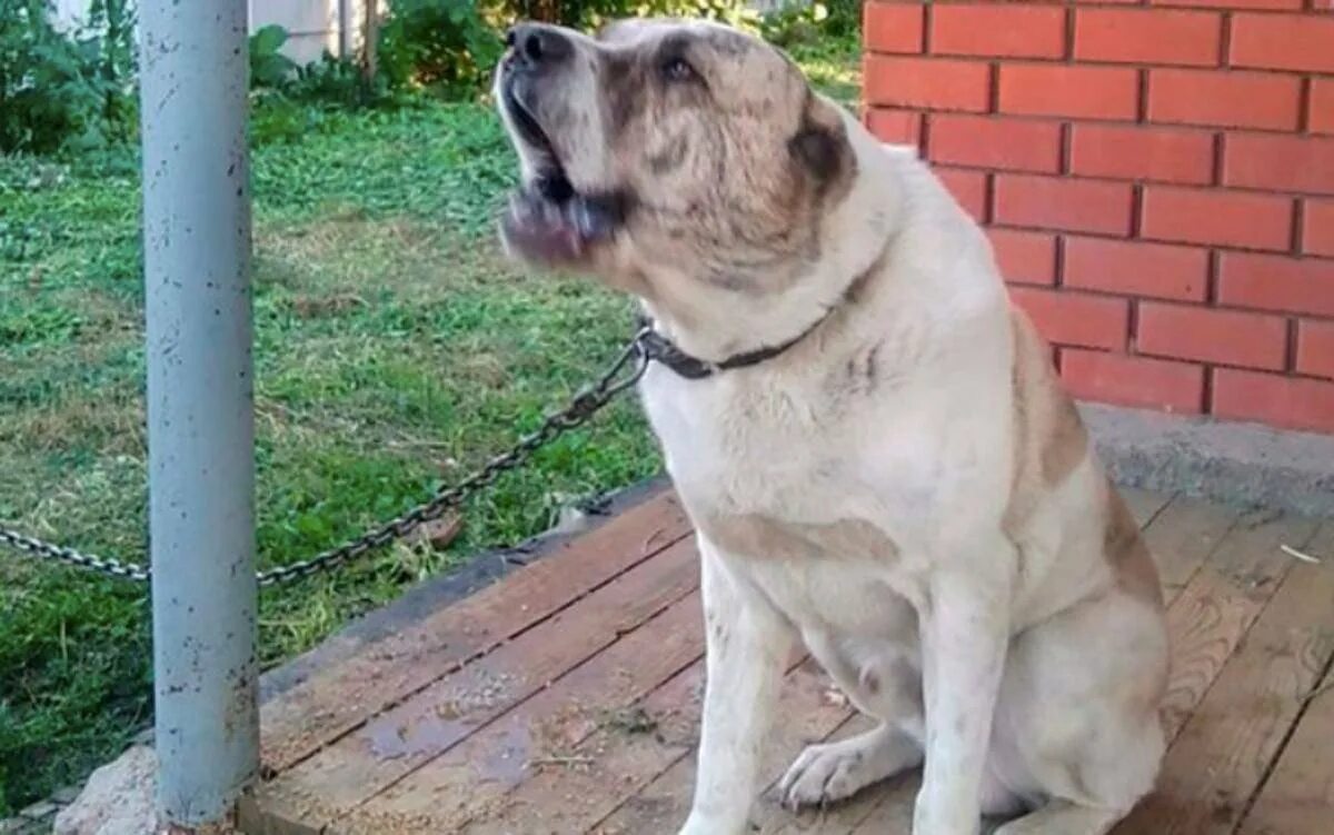 Женщина алабай. Алабая. Алабай туркменский волкодав. Алабай девочка. Туркменский алабай вл.