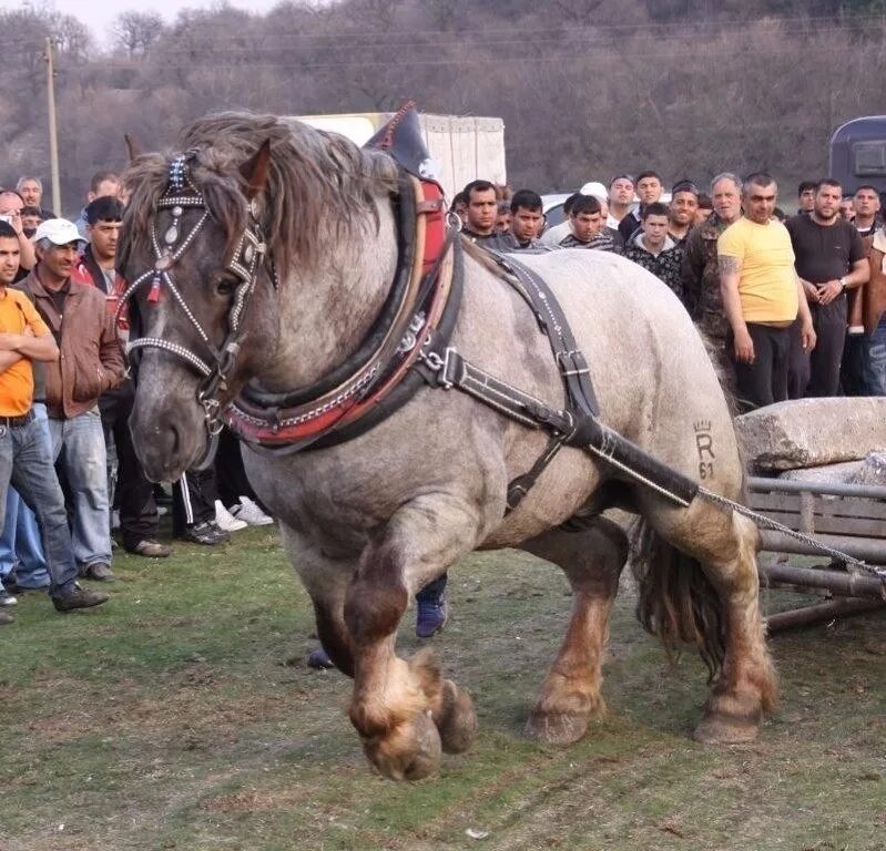 Владимирская тяжелоупряжная порода лошадей в упряжке. Арденский тяжеловоз. Лошади тяжело. Орловский тяжеловоз порода лошадей. Маленькой лошади тяжело.