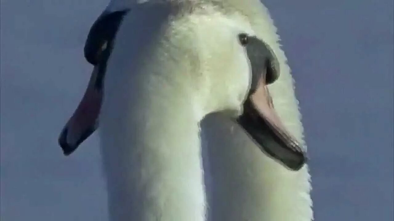 захаров два белых лебедя. рок два белых лебедя. два лебедя. рок два белых лебедя. два лебедя.