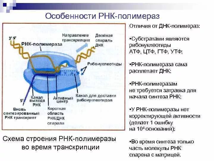 РНК полимераза 1 функции. Функции РНК полимеразы 1. Характеристика РНК полимераз. РНК полимеразы прокариот.