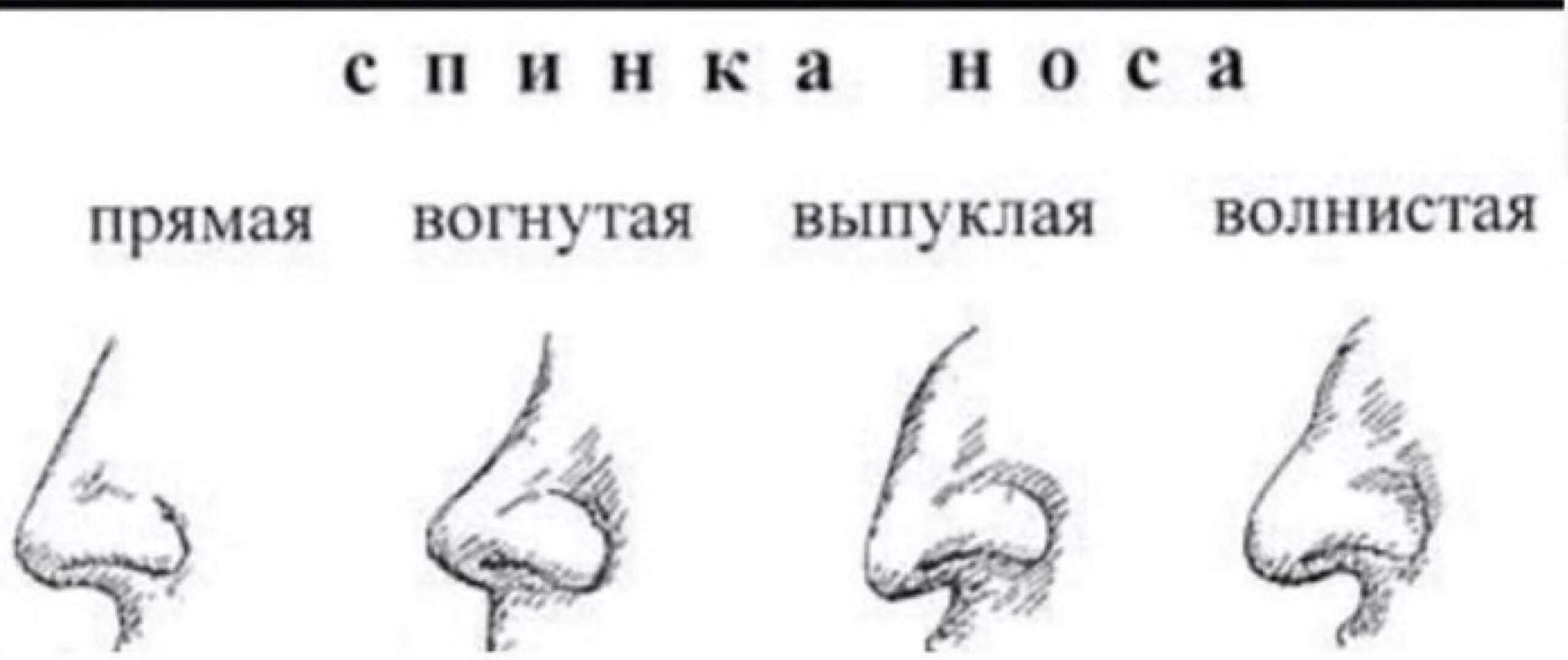 О чем говорит нос мужчины. Формы Носов и их названия. Типы Носов. Виды Носов и их названия. Названия форм Носов.