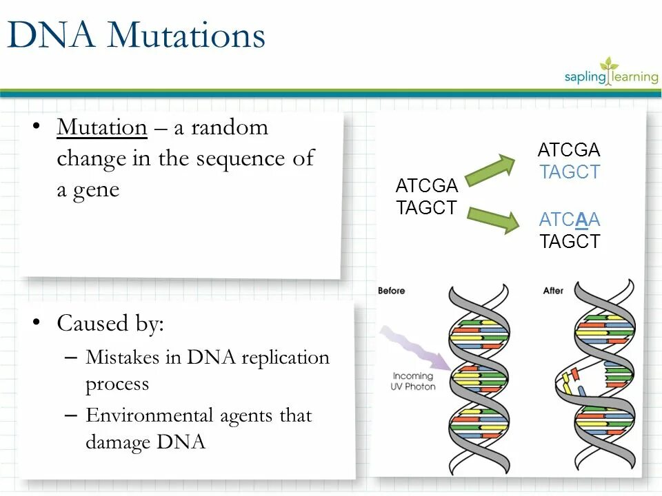 Global mutation. Мутация ДНК. Мутация ДНК схема. Мутация ДНК рисунок.