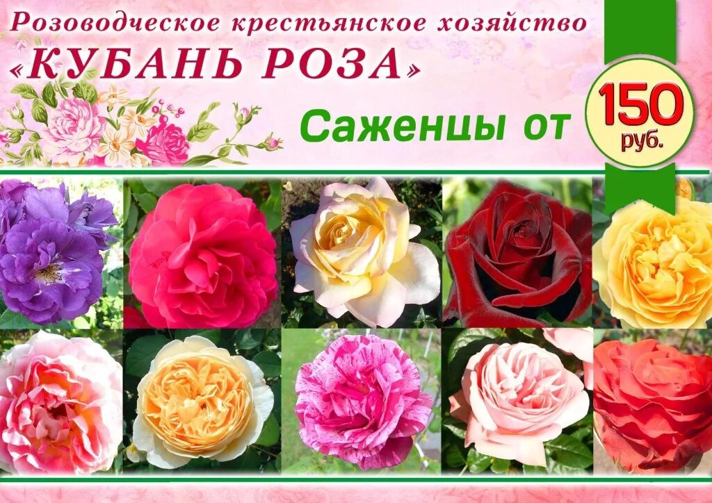 Розы саженцы сайты