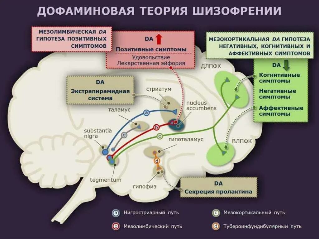 Механизм развития шизофрении. Дофаминовые рецепторы головного мозга. Дофаминовая теория. Дофаминовая гипотеза шизофрении.