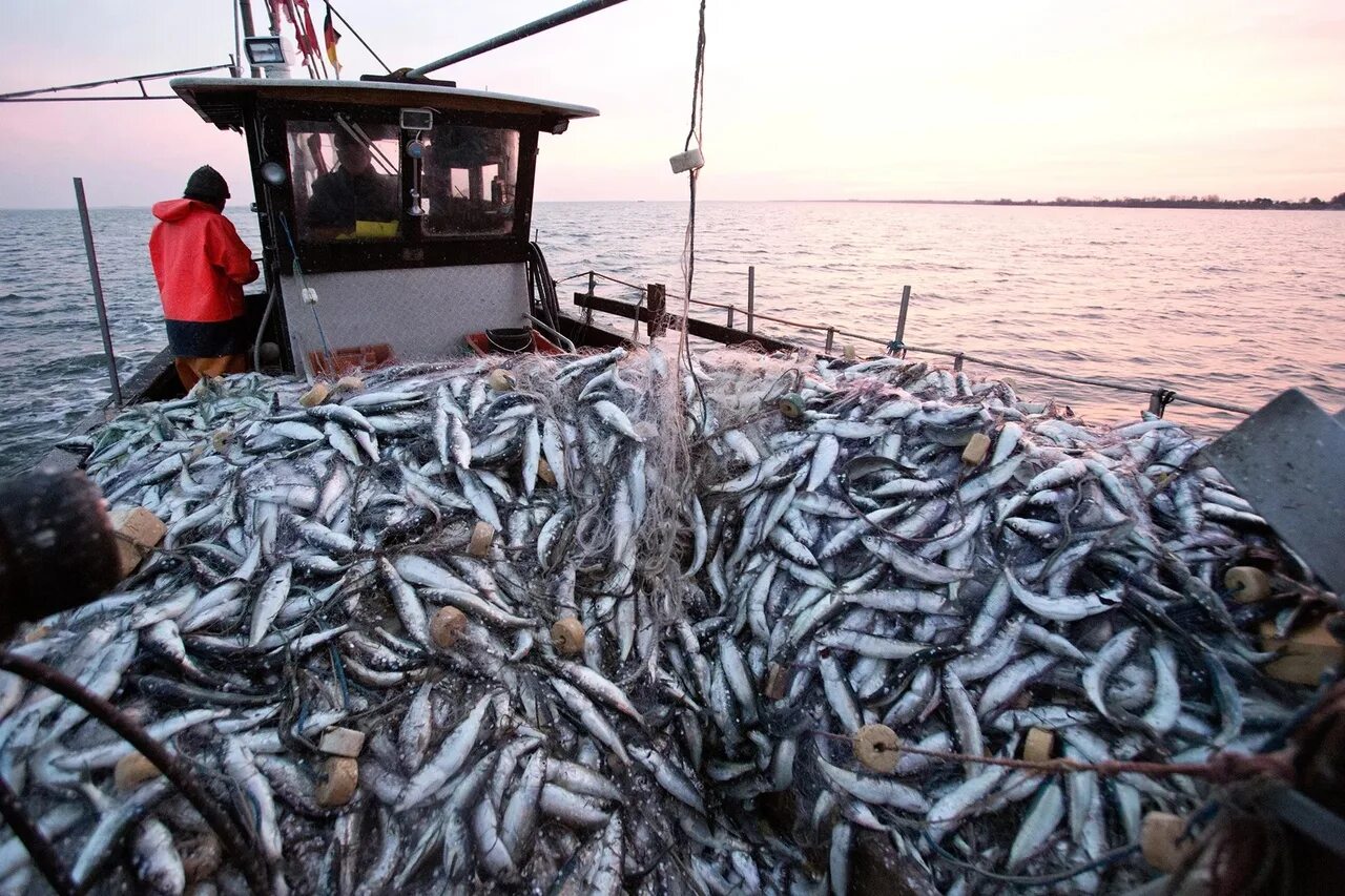 Добыча биоресурсов. Балтийское море рыбный промысел. Балтийское море промышленный лов рыбы. Лов кильки в Каспийском море. Район промысла кильки в Каспийском море.