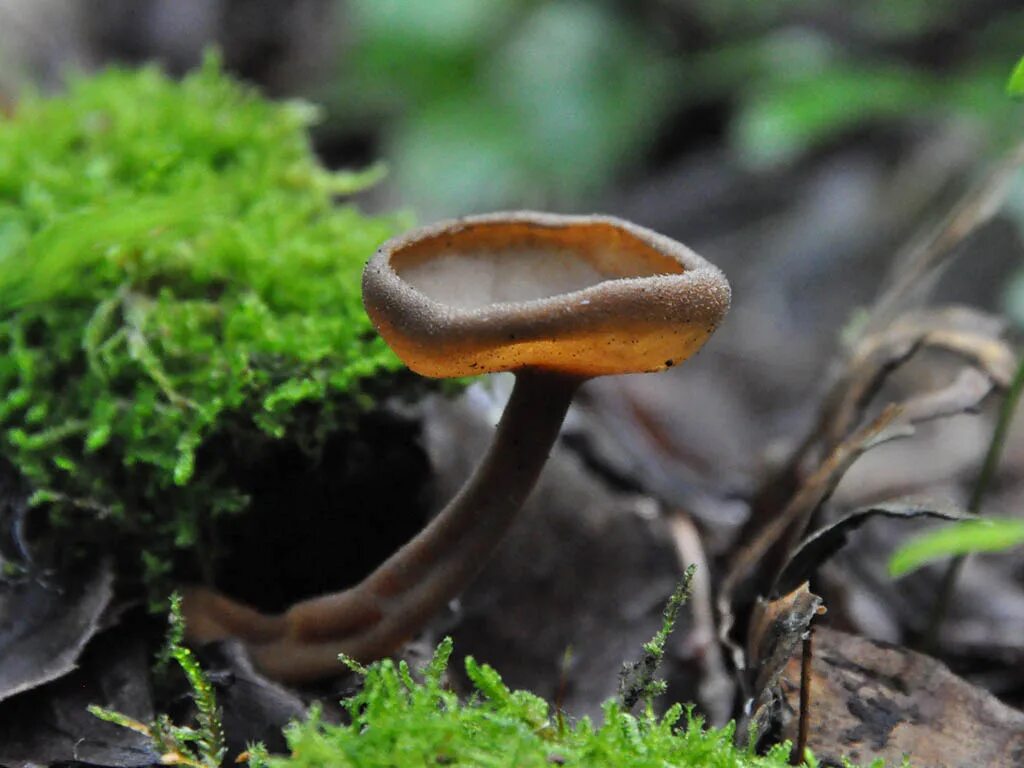 Сумчатый сморчок гриб