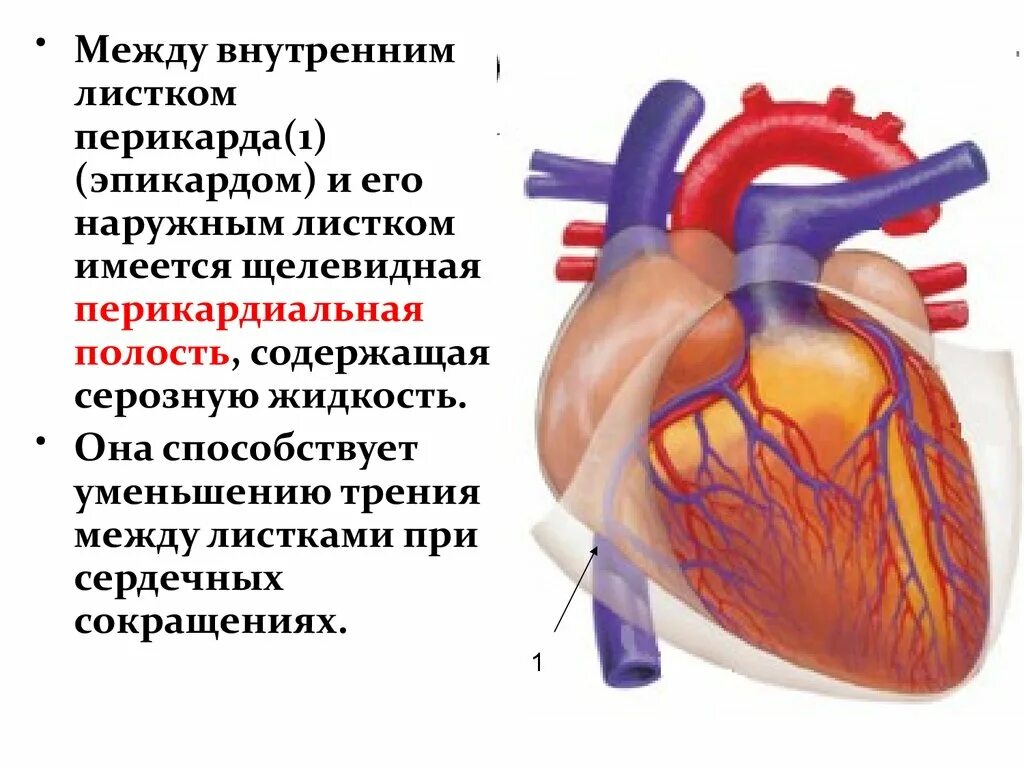 Сердечная жидкость