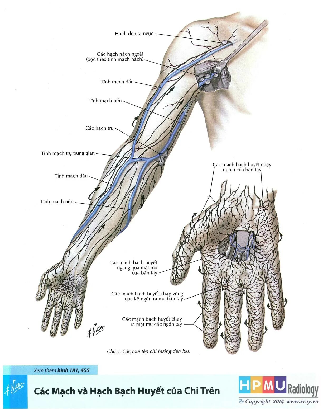 Лимфатическая система руки. Лимфатическая система руки человека схема. Региональные лимфатические узлы верхней конечности. Лимфатическая система кисти. Лимфоузел на локте