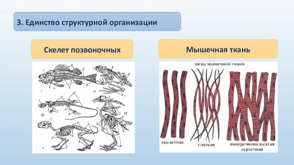 Ткань скелета человека. Скелетная мышечная ткань рисунок. Ткань скелета. Скелетная ткань животных. Скелет мышцы ткань.