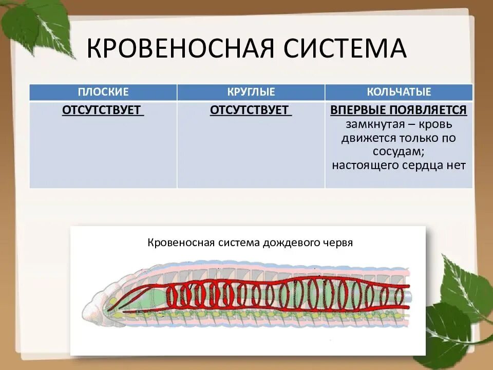 Какая ткань у плоских червей. Кровеносная система кольчатых червей. Кровеносная система плоских круглых и кольчатых червей. Системы органов плоских червей. Кровеносная система плоских червей.