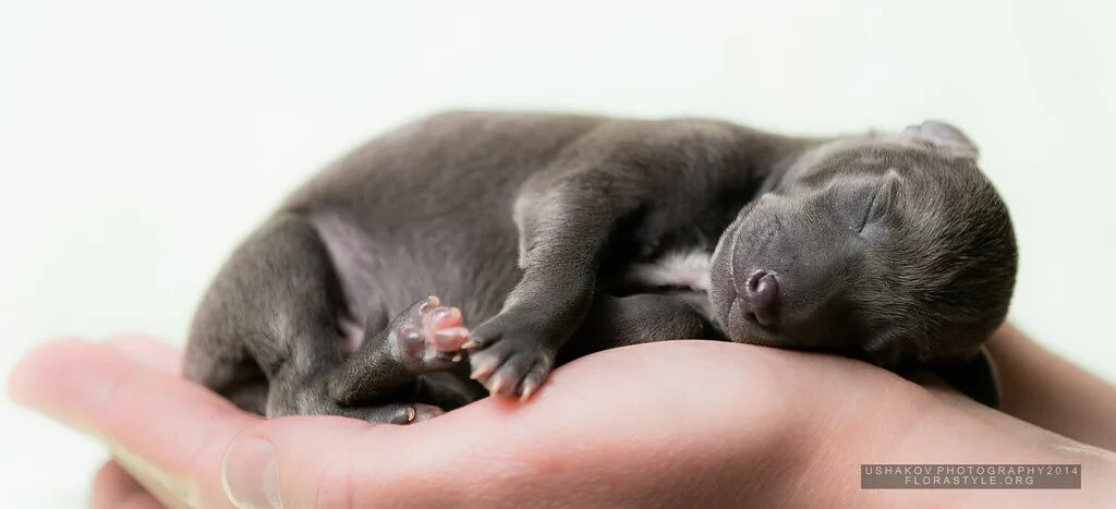 Питомник puppies. Щенок левретки новорожденный. левретка питомник. сколько щенков рожает левретка.