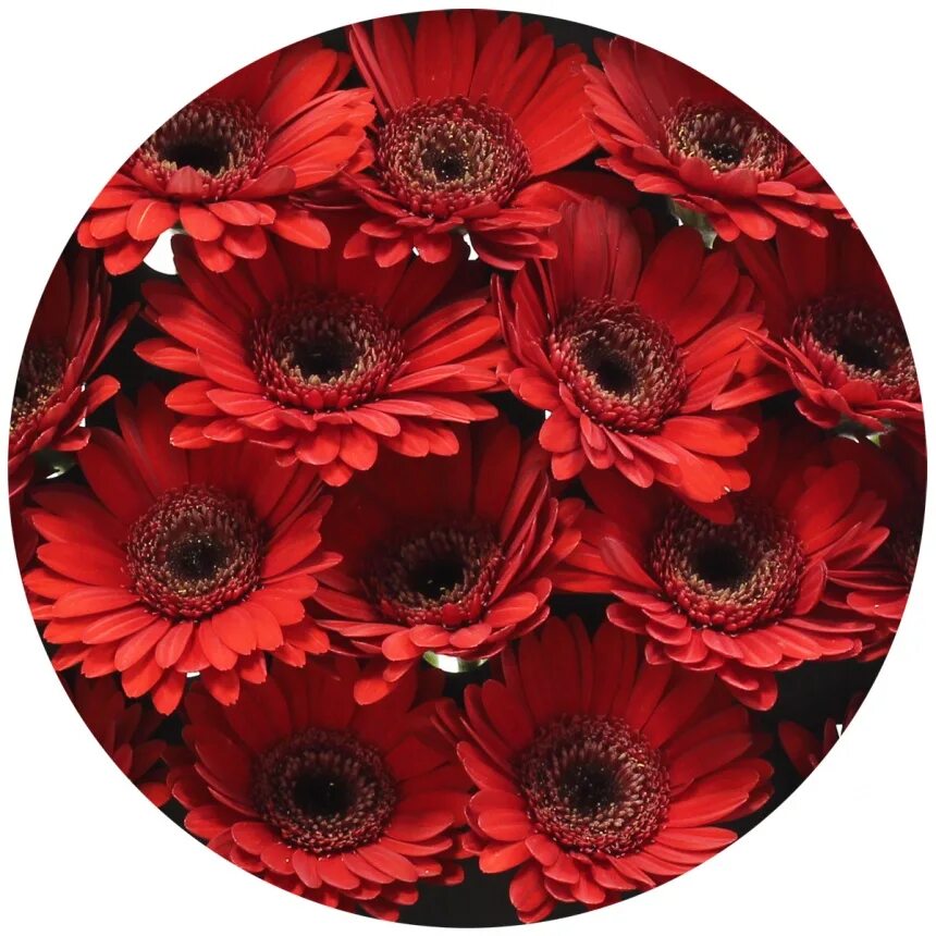 Гермини срезка. Гермини белая. Гермини микс (голландия). Гермини кимсей. Гербера мини кимси.