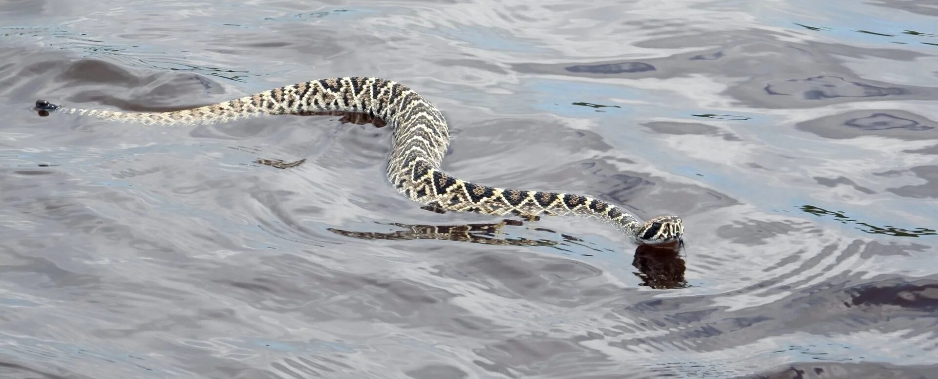 Большие змеи в воде