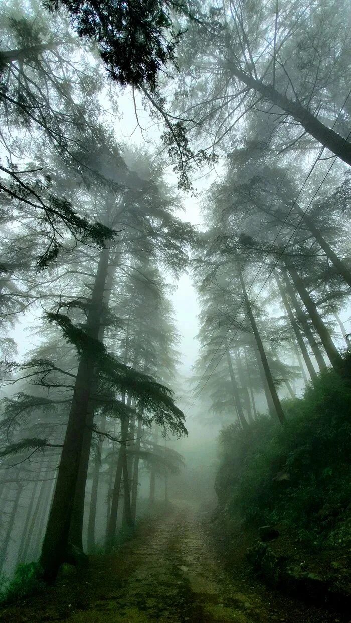 душный лес. душный лес. Forest core эстетика. тропинка в лесу. густой лес.